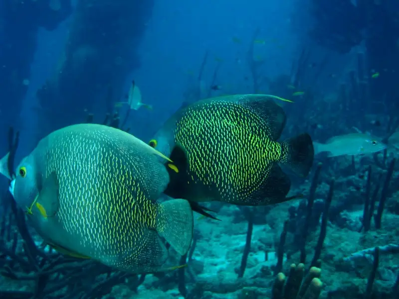 Angelfish, Bonaire