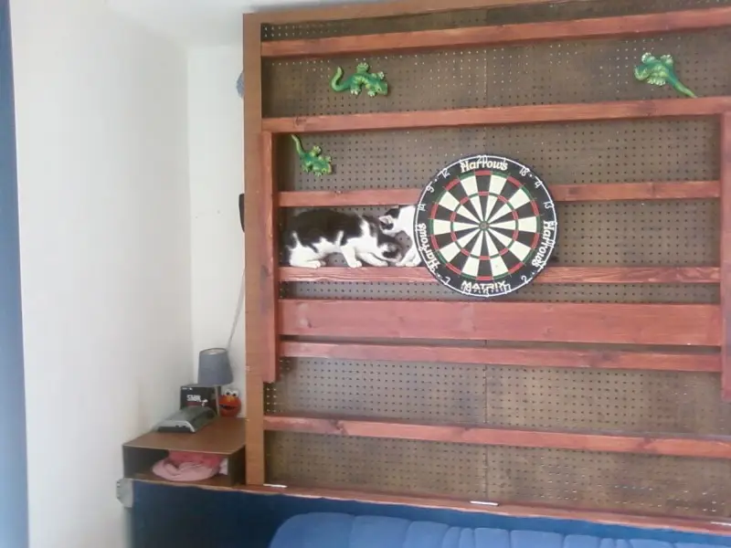 Cats