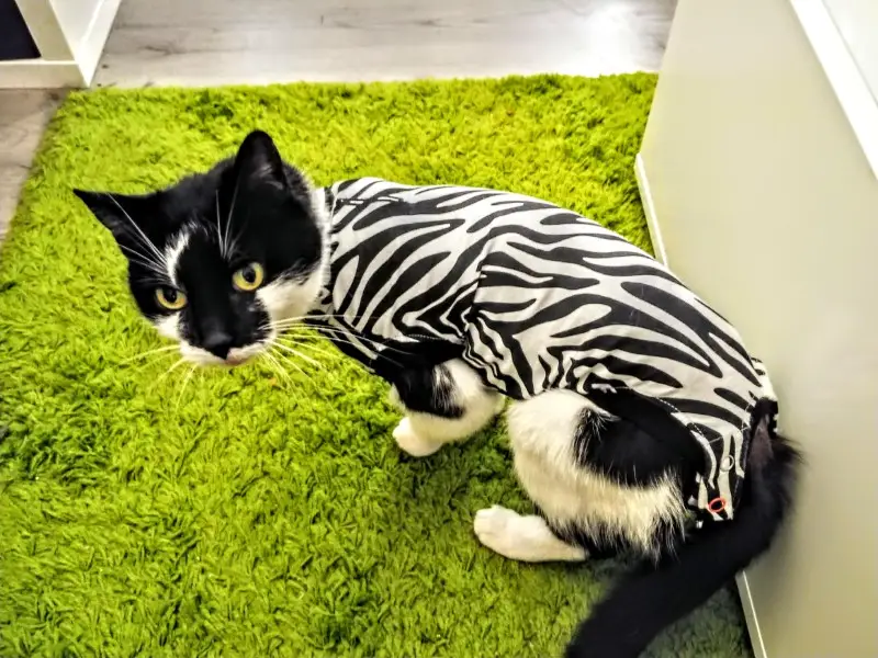 Poekie in PJ's
