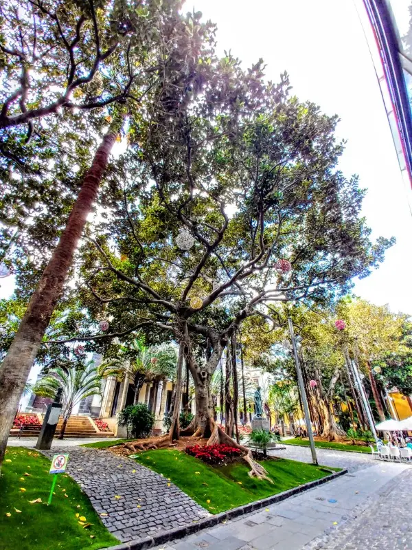 Santa Cruz, Tenerife