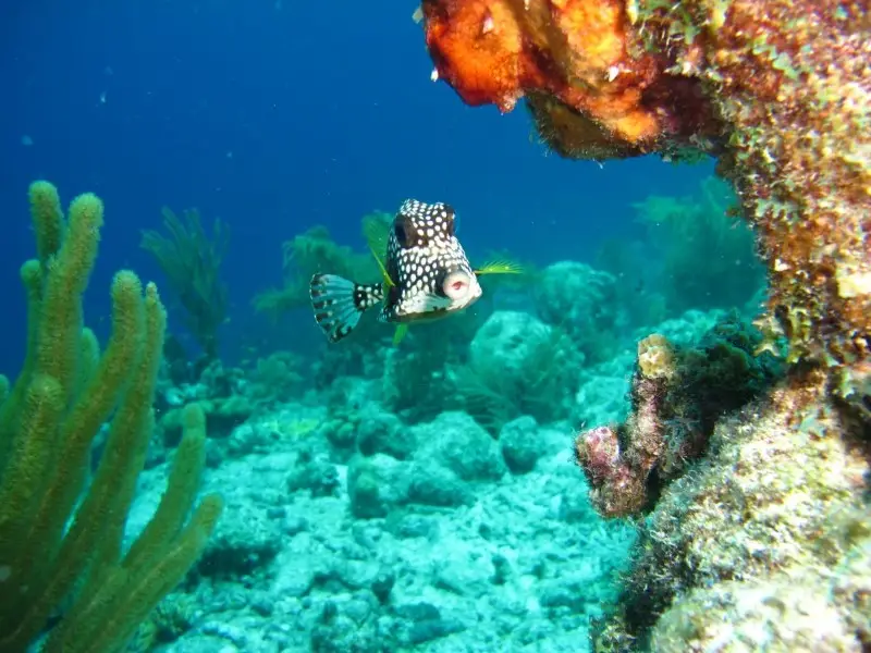 Spotted Trunkfish, Bonaire